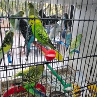 Разнообразие на папагали, снимка 5 - Папагали - 43127939