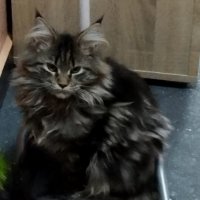 Maine coon, много социални и любвиобилни. по договаряне , снимка 3 - Мейн кун - 42678597