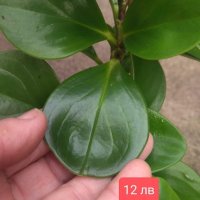 Peperomia magnoliifolia, снимка 1 - Стайни растения - 43010805