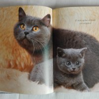 Котешки луксозни албуми, снимка 6 - Други - 26550144