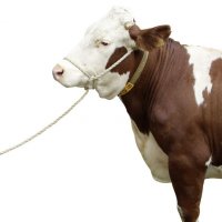 Повод въже за крави, телета, коне и други селскостопански животни Арт. №: 29540, снимка 3 - За селскостопански - 26322206