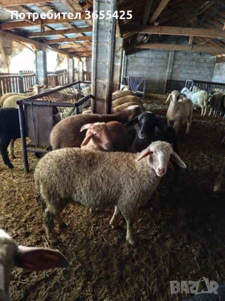 Продавам агнета 30-50кг., снимка 1