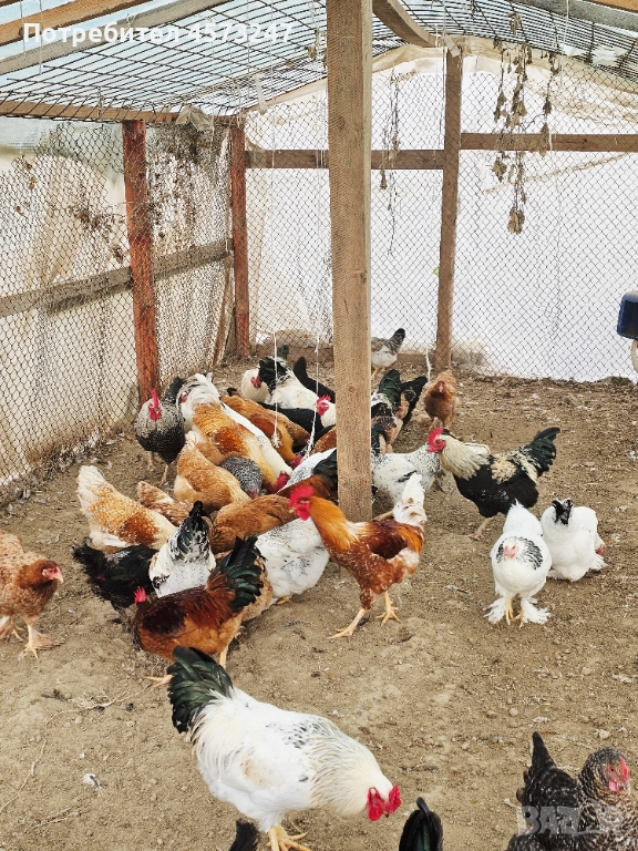 кокошки за яйца и месо, снимка 1