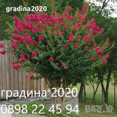 Лагерстремия - индийски люляк Налични 4 цвята , снимка 1