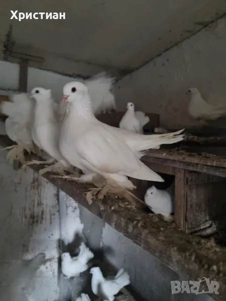 Различни видове гълъби, снимка 1