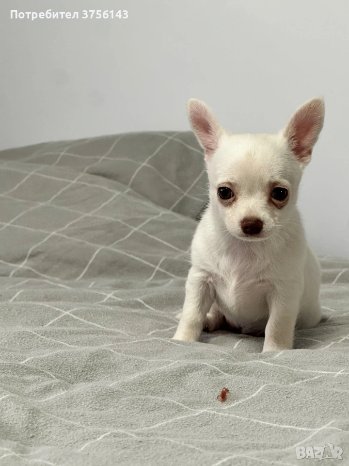 Мини Чихуахуа Момиченце, снимка 1