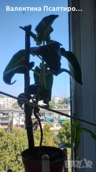 Каланхое дегреминтиана , снимка 1