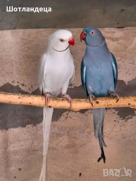 Папагали-двойка малък александър, снимка 1