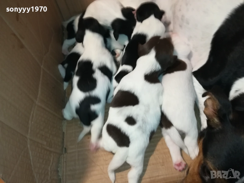 ДЖАК РЪСЕЛ-250ЛВ ЗА СЛАДКО КУТРЕ ПО ИЗБОР 2508251815, снимка 1