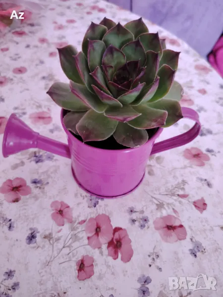 Сукуленти , снимка 1