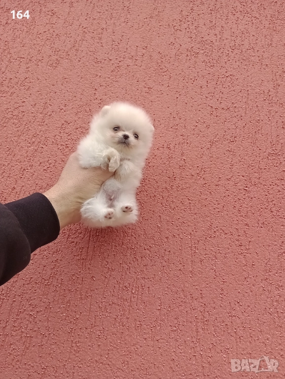 Померан. Мини момиченце. Снимки от 23.12.25 г. , снимка 1