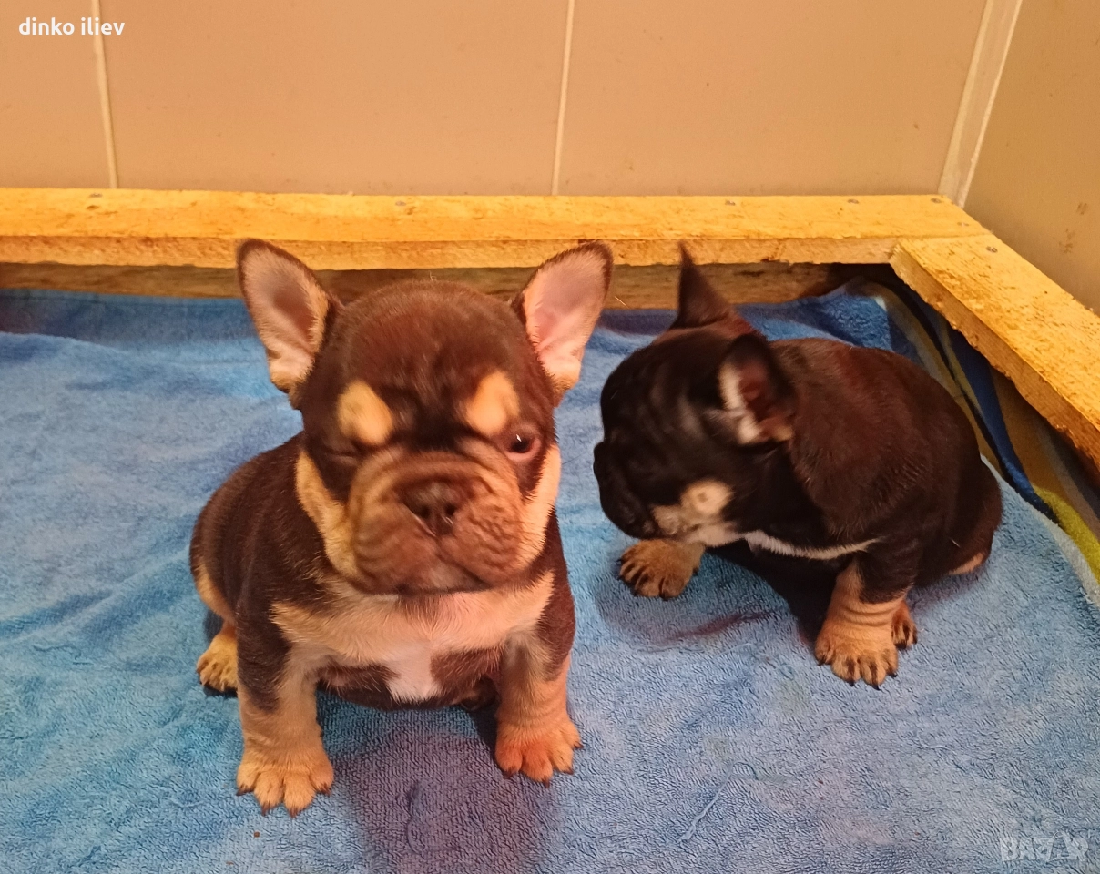 малки булдочета , снимка 1