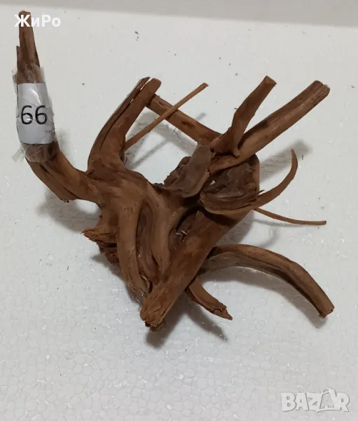 Корен от Азалия /декорация/ 66, снимка 1