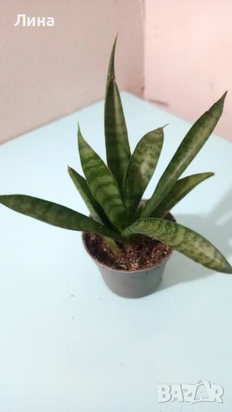 Сансевиера , снимка 1