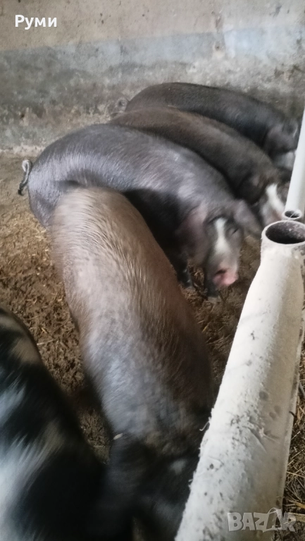 Продавам прасета , снимка 1