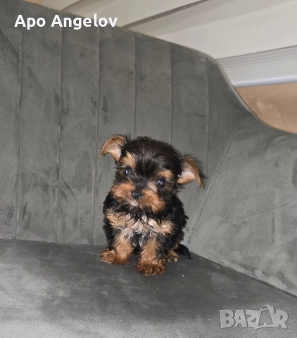 Йоркширски териер Мини , снимка 4 - Йоркширски териер - 53447318