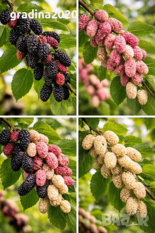 Черница – черна, розова и бяла, снимка 7 - Разсади - 52960035