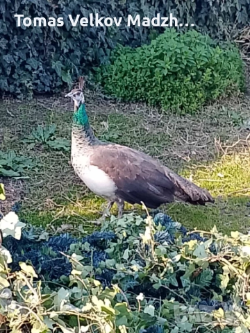 Продавам Чернокрил мъжки паун и индийски женски паун, снимка 4 - други­ - 52818296