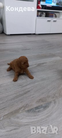  Пуделче/пудели, снимка 7 - Пудели - 40955310