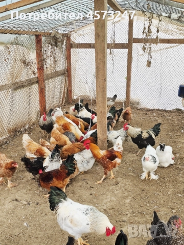кокошки за яйца и месо