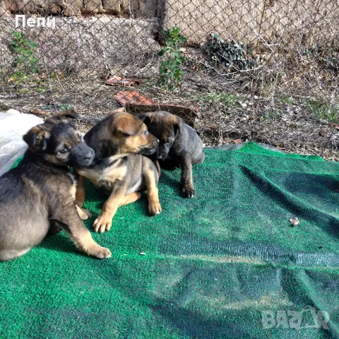 Улични кученца за осиновяване.adopted a street dog, снимка 4 - Други - 47834358