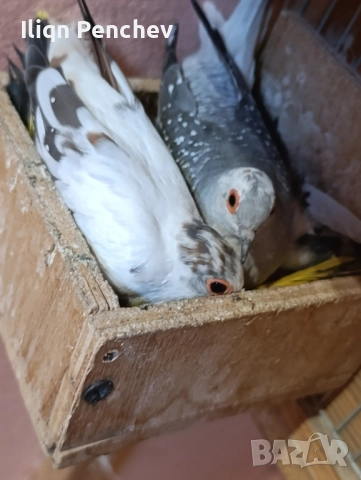 Свободна двойка диамантени гугутки., снимка 3 - Папагали - 52458678