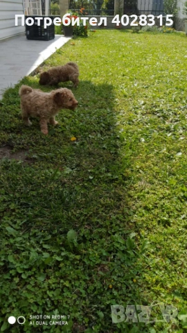 Мини пудел, снимка 2 - Пудели - 52020075