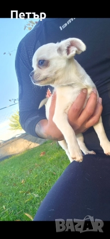 чихуахуа момче и момиче, снимка 9 - Чихуахуа - 52470564