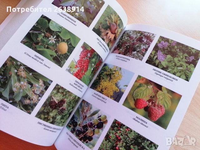 Лечебната сила на храсти и дървета Кети Иванова, снимка 3 - Специализирана литература - 28615851