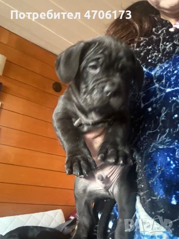 Кане Корсо / Cane Corso, снимка 4 - Кане корсо - 53065228