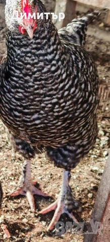 Разплодни яйца от Мехелен, снимка 12 - Кокошки и пуйки - 52938556