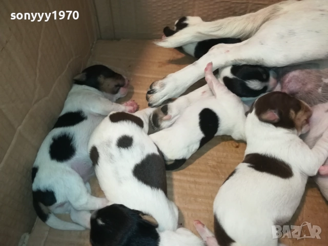 ДЖАК РЪСЕЛ-КУЧЕНЦА 2208250727, снимка 4 - Джак ръсел териер - 51449340