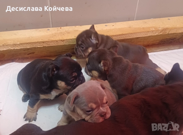 малки булдочета , снимка 5 - Френски булдог - 52907180