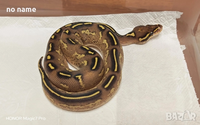 Кралски питони , снимка 3 - Змии - 51879446