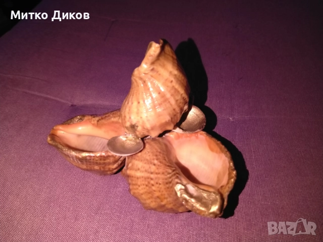 Пепелник от рапани нов става и за сувенир, снимка 2 - Декорация за дома - 52456248