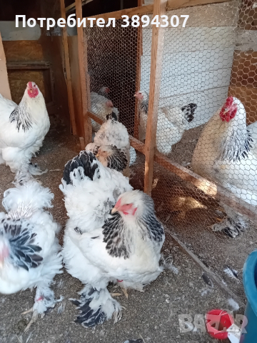 Здравейте. Продавам кокошки брама жълта бяла и Колумбия ска., снимка 3 - Кокошки и пуйки - 44895814