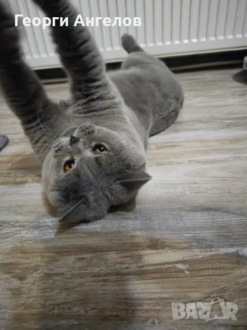 ЧИСТОКРЪВЕН МЪЖКИ БРИТАНЕЦ ЗА РАЗПЛОД, снимка 6 - Британска късокосместа - 48316235