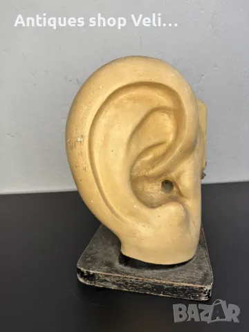 Анатомичен модел на ухо №6851, снимка 2 - Други ценни предмети - 50176925