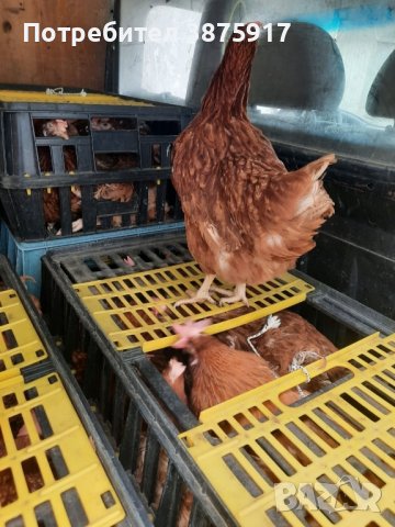 продавам кокошки носачки за яйца, снимка 2 - Кокошки и пуйки - 42998728