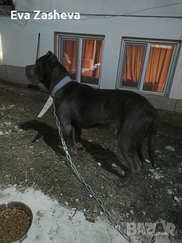 Кане Корсо Женско, снимка 4 - Кане корсо - 53121417