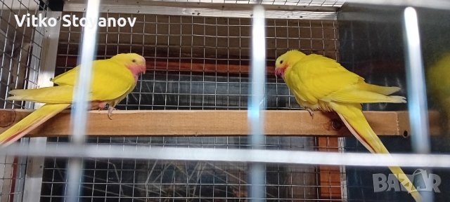 Чифт Принцов папагал-Александрино , снимка 5 - Папагали - 44036615