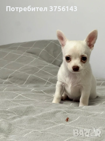 Мини Чихуахуа Момиченце