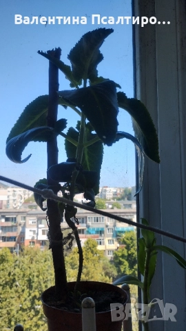 Каланхое дегреминтиана 