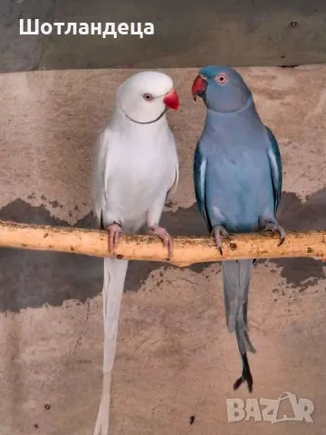 Папагали-двойка малък александър, снимка 1