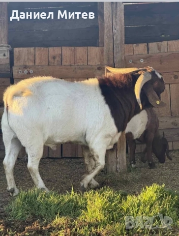 пръч боер, снимка 5 - Кози - 52481992