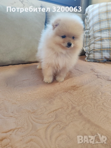 Померан мини шпиц , снимка 4 - Померан - 52815608
