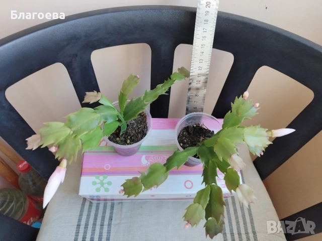 Мини Коледниче светло-розово, снимка 4 - Стайни растения - 51988049