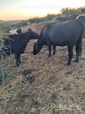 Продавам стадо месодайни крави , снимка 2 - Крави - 52436918