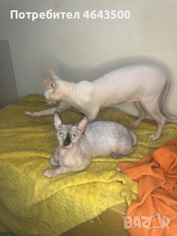 Канадски сфинкс женски на 5 месеца, снимка 13 - Сфинксове - 52383325