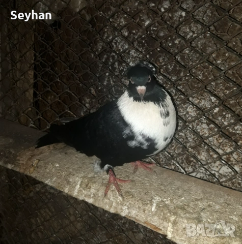 Гълъби гълъби , снимка 5 - Гълъби - 53398878